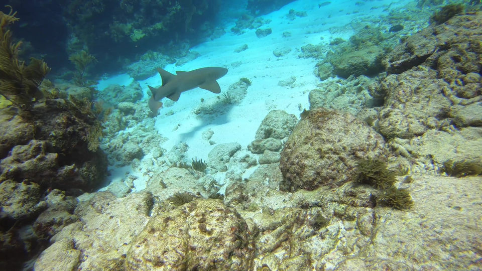 Nurse Sharks of the Keys 2020